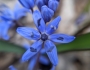 Scilla bifolia image