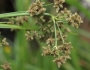 Scirpus microcarpus image