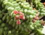 Sedum morganianum image