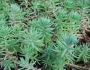 Sedum rupestre image