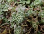 Sedum spathulifolium image