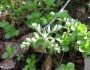 Sedum ternatum image