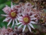 Sempervivum tectorum image