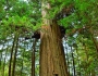 Sequoia sempervirens image