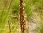 Sesleria autumnalis image