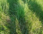 Sesleria caerulea image