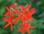 Silene regia image