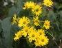 Silphium perfoliatum image