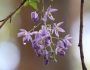 Solanum seaforthianum image