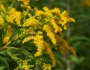 Solidago canadensis image