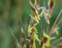 Sorghastrum nutans image