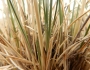 Stipa comata image