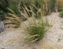 Stipa gigantea image