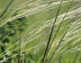 Stipa spartea image