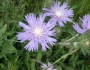 Stokesia laevis image