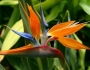 Strelitzia reginae image