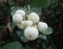 Symphoricarpos albus image