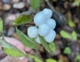 Symphoricarpos mollis image