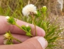 Symphyotrichum ciliatum image