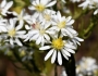 Symphyotrichum ericoides image