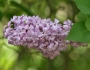 Syringa vulgaris image