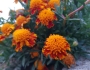 Tagetes erecta image