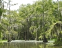 Taxodium distichum image