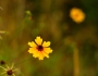 Thelesperma filifolium image