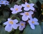 Thunbergia grandiflora image