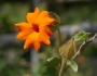 Thunbergia gregorii image