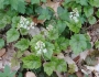 Tiarella cordifolia image