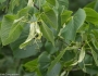 Tilia americana image