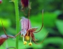 Tolmiea menziesii image