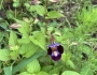 Torenia fournieri image