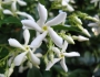 Trachelospermum jasminoides image