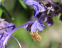 Trichostema lanatum image