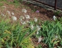 Tulbaghia simmleri image