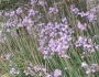 Tulbaghia violacea image