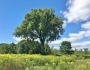 Ulmus americana image