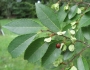 Ulmus parvifolia image