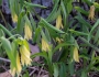 Uvularia grandiflora image