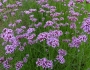 Verbena bonariensis image