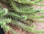 Verbena bracteata image