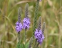 Verbena stricta image