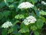 Viburnum dentatum image