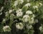 Viburnum lentago image