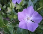 Vinca major image