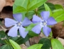 Vinca minor image