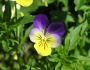 Viola tricolor image