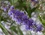 Vitex agnus-castus image